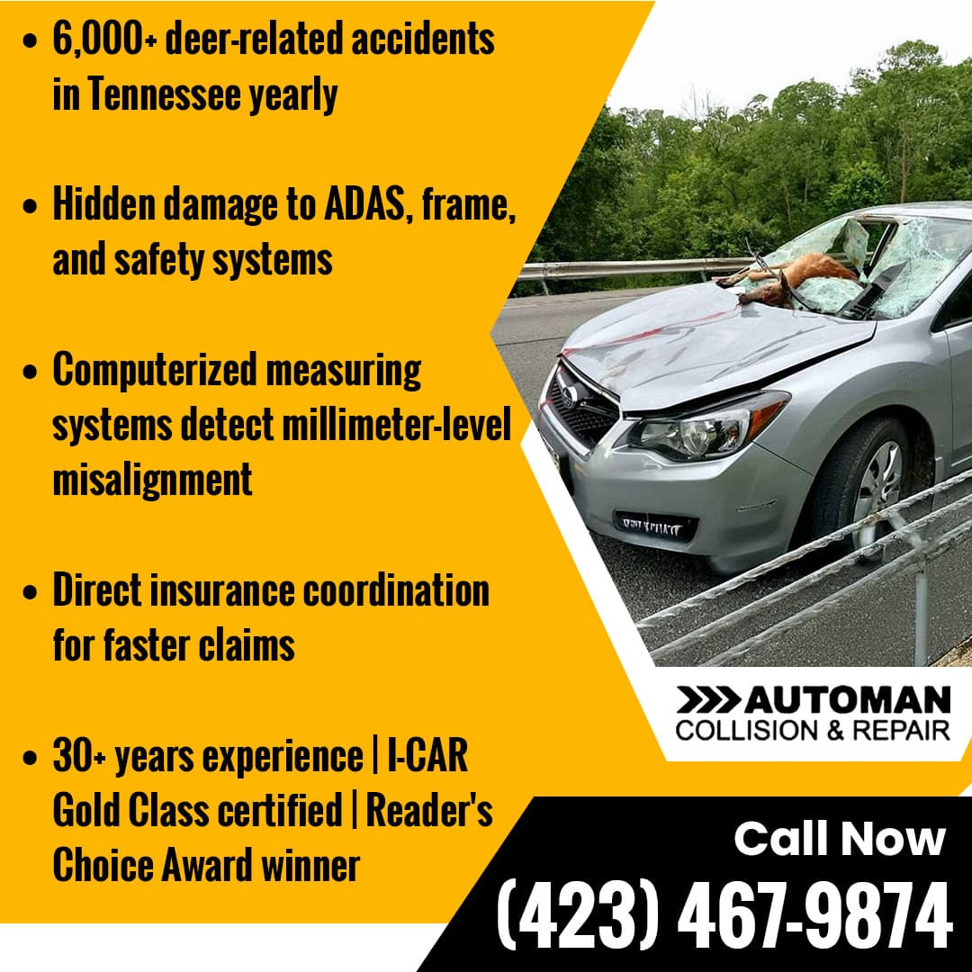 Deer collision (1).jpg