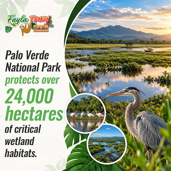 Palo Verde National Park 