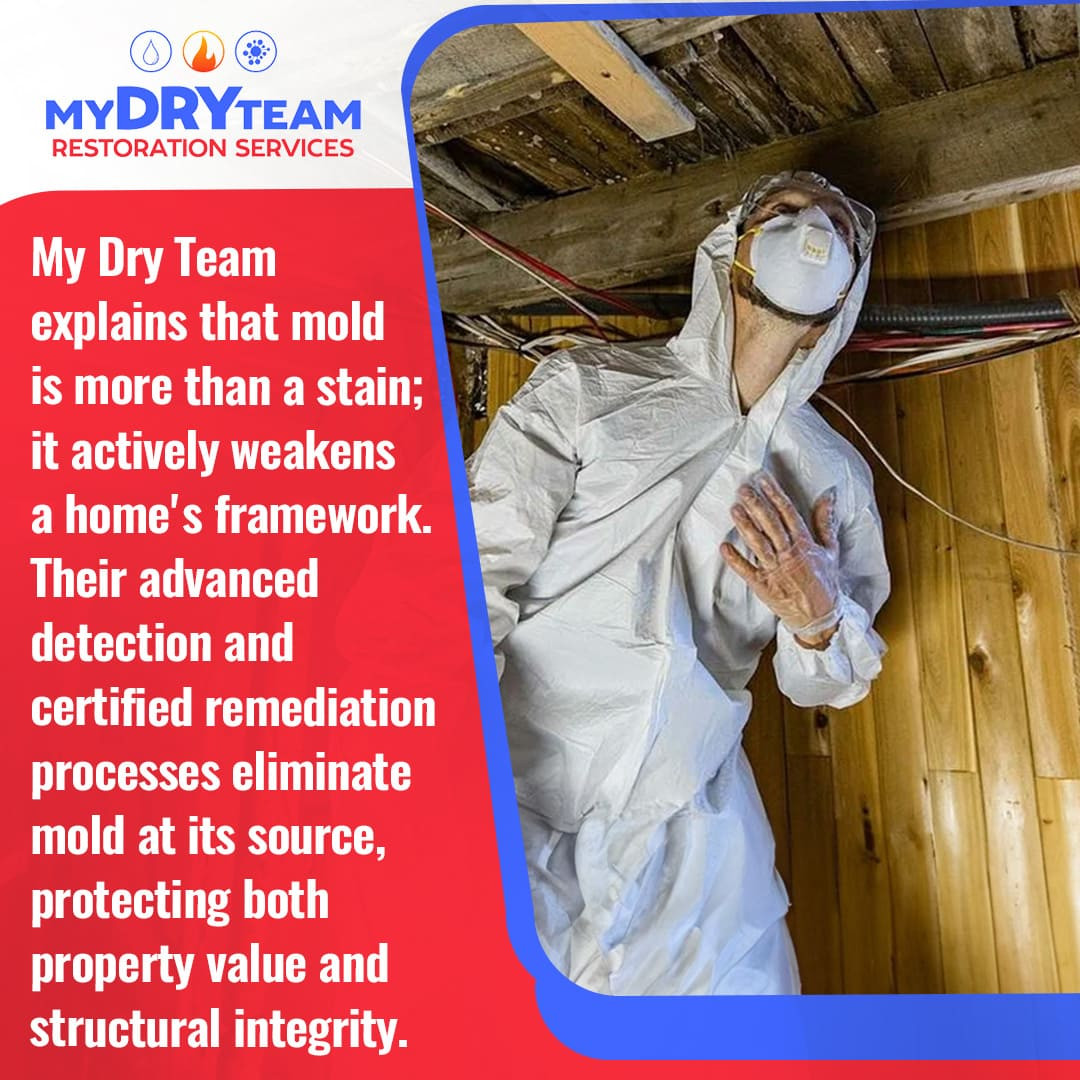 My Dry Team Exposes Hidden Mold Damage in Walled Lake Homes