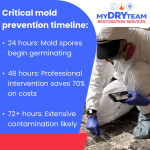 my-dry-team-mold-prevention-timeline-restoration.jpg