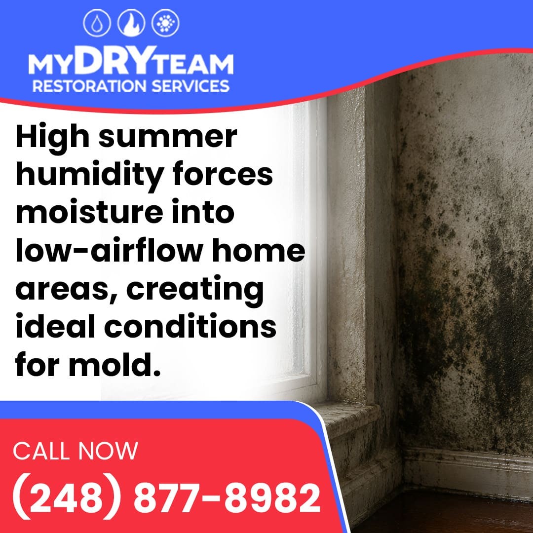 My Dry Team Restoration Services Provides Mold Clean-up for Summer Humidity