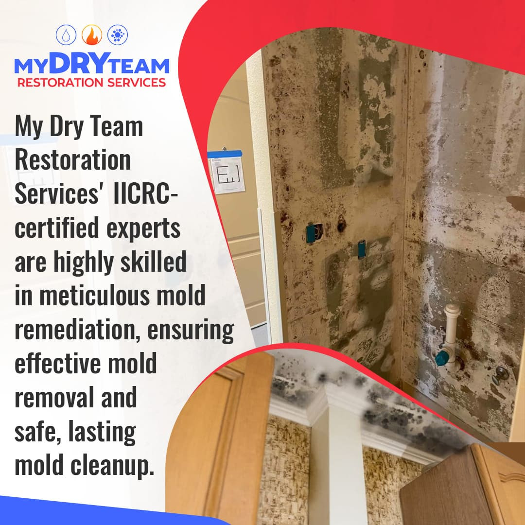 My Dry Team Restoration Services Educates on Mold Prevention and Remediation